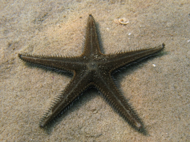 Astropecten spinulosus (Philippi, 1837)